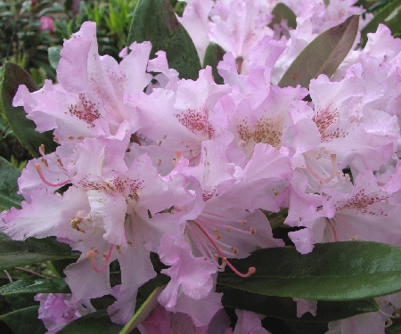 Rhododendron Smirnowii-Ryhm� 'Pohjolan Tyt�r'
